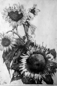 Zonnebloemen